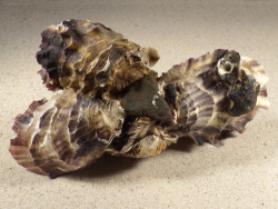 Magallana gigas DK 14,8cm *cluster* on stone