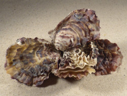 Magallana gigas DK 14,8cm *cluster* on stone
