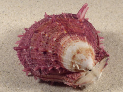 Spondylus multisetosus PH 8,7cm *unique*