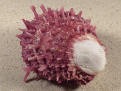 Spondylus multisetosus PH 8,7cm *unique*