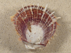 Spondylus multisetosus PH 7,5cm *unique*