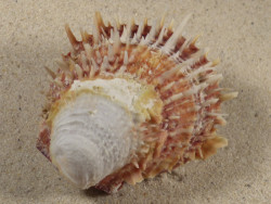 Spondylus multisetosus PH 7,5cm *unique*
