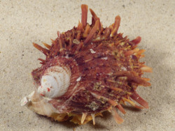 Spondylus multisetosus PH 8,6cm *unique*