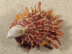 Spondylus multisetosus PH 8,6cm *unique*