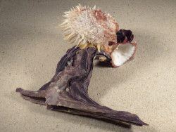 Malleus malleus with Spondylus multisetosus PH 16cm *unique*