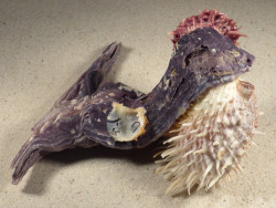 Malleus malleus with Spondylus multisetosus PH 16cm *unique*