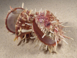 Spondylus variegatus cluster PH 10cm *unique*