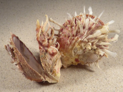 Spondylus variegatus cluster PH 10cm *unique*