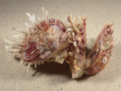 Spondylus variegatus cluster PH 10cm *unique*