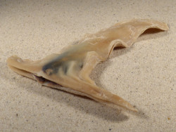 Malleus albus PH 14cm *Unikat*