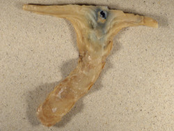 Malleus albus PH 16,3cm *unique*
