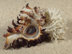 Spondylus variegatus auf Hexaplex cichoreum PH 7,7cm *Unikat*