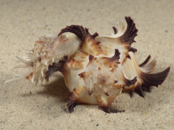 Spondylus variegatus on Hexaplex cichoreus PH 6,1cm *unique*