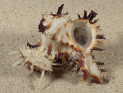 Spondylus variegatus on Hexaplex cichoreus PH 6,1cm *unique*