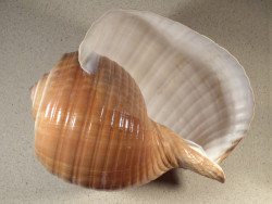 Tonna ampullacea PH 23cm *unique*