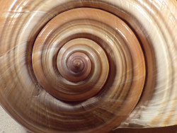 Tonna ampullacea PH 23cm *unique*