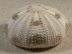 Pseudoboletia maculata PH 5,9cm *Unikat*