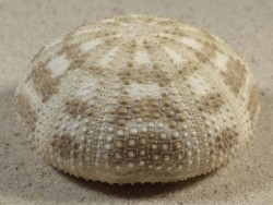 Pseudoboletia maculata PH 5,8cm *unique*