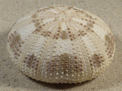 Pseudoboletia maculata PH 6,0cm *Unikat*