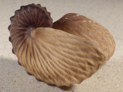 Argonauta hians PH 7,8cm *unique*