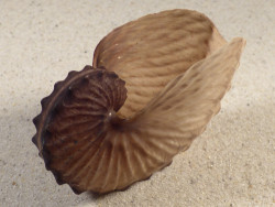 Argonauta hians PH 7,8cm *unique*