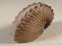 Argonauta hians PH 7,8cm *unique*