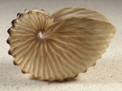 Argonauta hians PH 7,9cm *Unikat*
