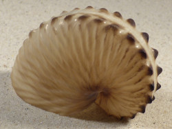 Argonauta hians PH 7,9cm *Unikat*