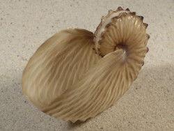 Argonauta hians PH 7,9cm *Unikat*
