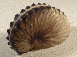 Argonauta hians PH 7,9cm *Unikat*