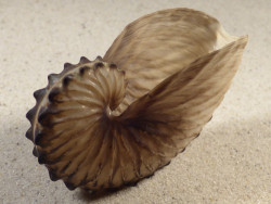 Argonauta hians PH 7,9cm *Unikat*
