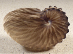 Argonauta hians PH 7,9cm *unique*