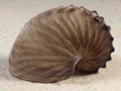 Argonauta hians PH 7,9cm *unique*
