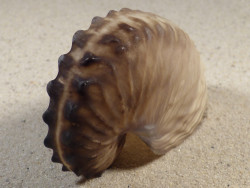 Argonauta hians PH 7,9cm *unique*