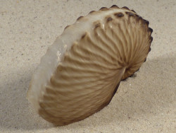 Argonauta hians PH 8,0cm *Unikat*