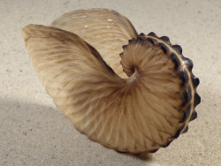 Argonauta hians PH 8,0cm *Unikat*