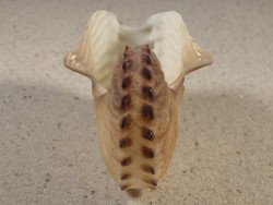 Argonauta hians PH 7,6cm *Unikat*