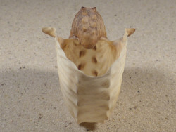 Argonauta hians PH 7,6cm *Unikat*