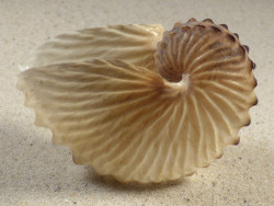 Argonauta hians PH 7,6cm *Unikat*