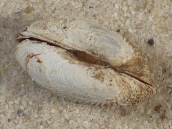 Petricola pholadiformis DK 1,8cm *Unikat*