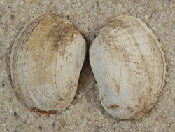 Petricola pholadiformis DK 1,8cm *Unikat*