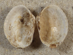 Petricola pholadiformis DK 1,8cm *Unikat*