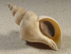 Neptunea antiqua m/O UK 8,9cm *Unikat*