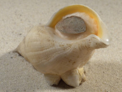 Neptunea antiqua m/O UK 8,9cm *Unikat*