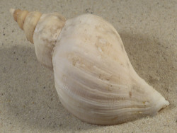 Neptunea antiqua m/O UK 10,6cm *Unikat*
