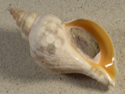 Neptunea antiqua m/O UK 10,6cm *Unikat*