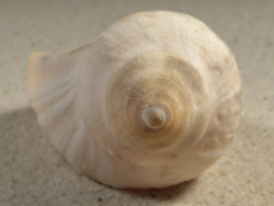 Neptunea antiqua m/O UK 10,6cm *Unikat*