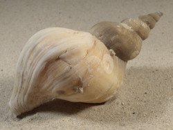 Neptunea antiqua m/O UK 10,9cm *Unikat*