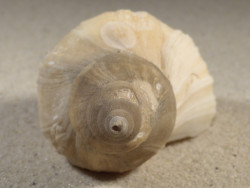 Neptunea antiqua m/O UK 10,9cm *Unikat*