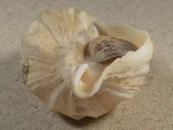 Neptunea antiqua m/O UK 10,9cm *Unikat*